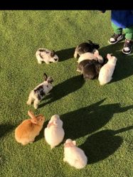 -萌宠亲子动物乐园(槐房万达店)