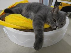 -瑞派康怡24h宠物医院·犬猫医疗中心·微创绝育(瑞景分院)
