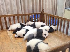 -成都大熊猫繁育研究基地