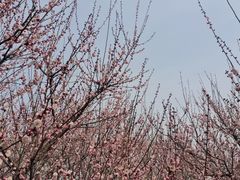 -苏州上方山国家森林公园