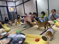 -逗柴咖啡屋·狗咖猫咖宠物桌游