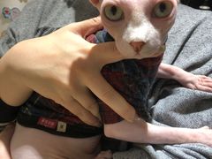 -藏猫猫咖啡主题馆(中央大道店)