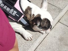 -宠颐生动物医院·心脏科·保险定点(锦阳分院)