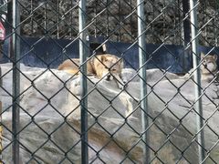 -大连森林动物园