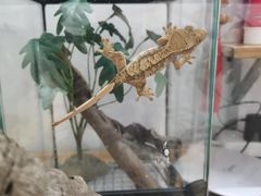 -酷以爬仙阁实体爬宠店·守宫·蜥蜴·专业繁育