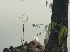 -海珠湖公园