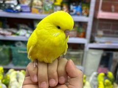 -三旗百汇商品城