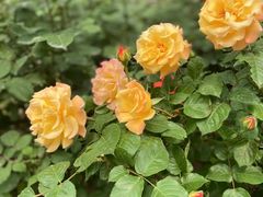 -元大都城垣遗址公园