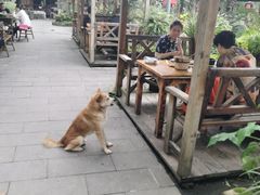 -青城甲(青城山店)