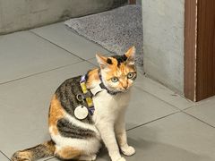 -Again Coffee Roaster(香蜜湖店)