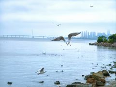 -深圳湾公园(南山区)