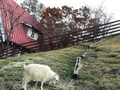 -神户市立六甲山牧场