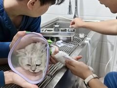 -瑞派名望志远动物医院·猫科·內科·异宠专科(直港大道店)