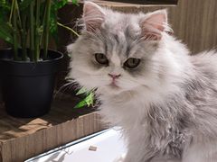 -COLOR PETS 撸猫馆·购猫·猫咖(长风大悦城店)