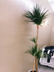 点击看大图 -I+造型烫发染发