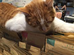 -猫的天空之城概念书店(西塘古镇店)
