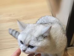 -猫尾侦探俱乐部·剧本杀·狼人杀