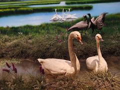 -中国湿地博物馆