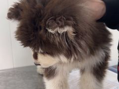 -美联众合动物医院·24h京西诊疗中心