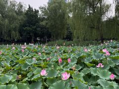 -莲花池公园