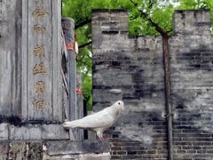 -大槐树寻根祭祖园