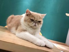 -飞行喵MR PILOT|猫舍·猫咖(静安大融城店)