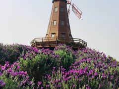 -大塘金香草谷