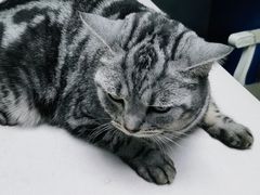 -宠颐生猫科·内科皮肤科(西平世纪城店)