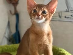 -猫十亿·布偶金渐层·曼基康矮脚猫舍(青年路店)