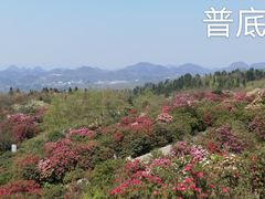 -贵州百里杜鹃风景名胜区