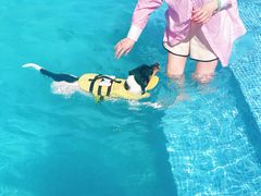 -爪吧宠物乐园·宠物泳池(温榆河示范区店)