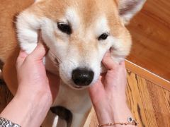 -柴务处·柴犬主题狗咖