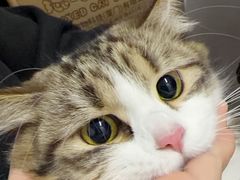 -御宝贝·A梦猫科宠物医院(国际猫友好医院)