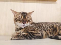 -飞行喵MR PILOT|猫舍·猫咖(静安大融城店)