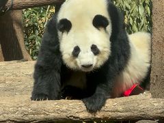 -成都动物园