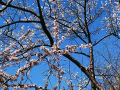 -桃花堤公园