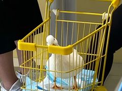 -RU DUCK柯尔鸭公社·撸鸭俱乐部·羊驼·小香猪