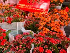 -越秀西湖花市(广州城市广场花卉店)