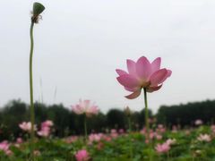 -东郊湿地公园