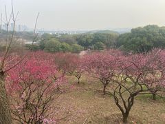 -无锡梅园公园