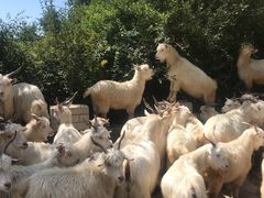 -白草畔自然风景区