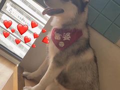 -Husky Go! 哈士奇体验馆·宠物咖啡厅狗咖