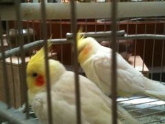 大堂的鹦鹉-山东大厦