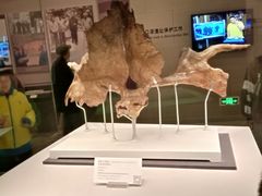 -北京周口店北京人遗址博物馆
