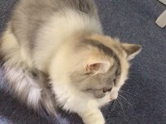 iphone_upload_pic-喵的天空名猫咖啡馆·撸猫·猫舍·用品