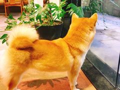-柴务处·柴犬主题狗咖