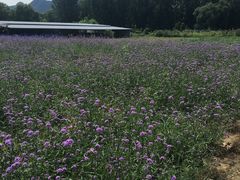 -北京东方普罗旺斯薰衣草庄园