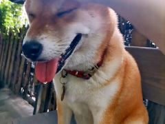 -柴犬高等学院·狗咖·柴犬售卖·宠物训练