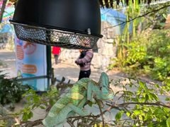 -广州长隆飞鸟乐园