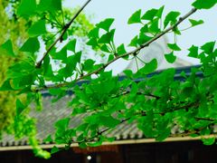 -西园戒幢律寺